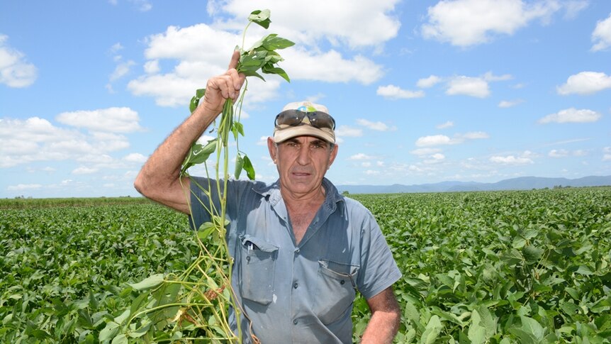 Cane grower Tony Bugeja on his property in Palmyra.
