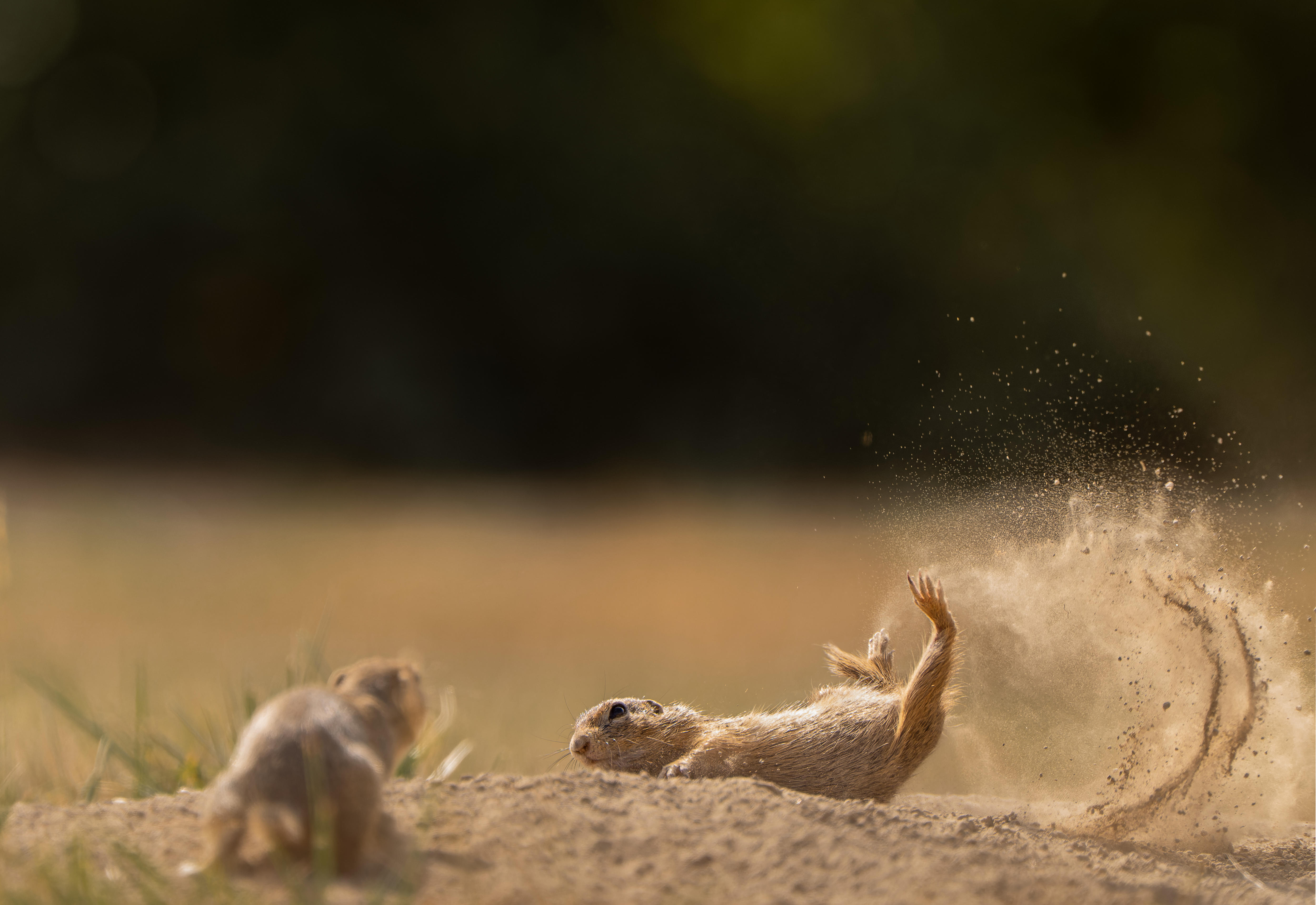 A squirrel jumped and fell to the ground