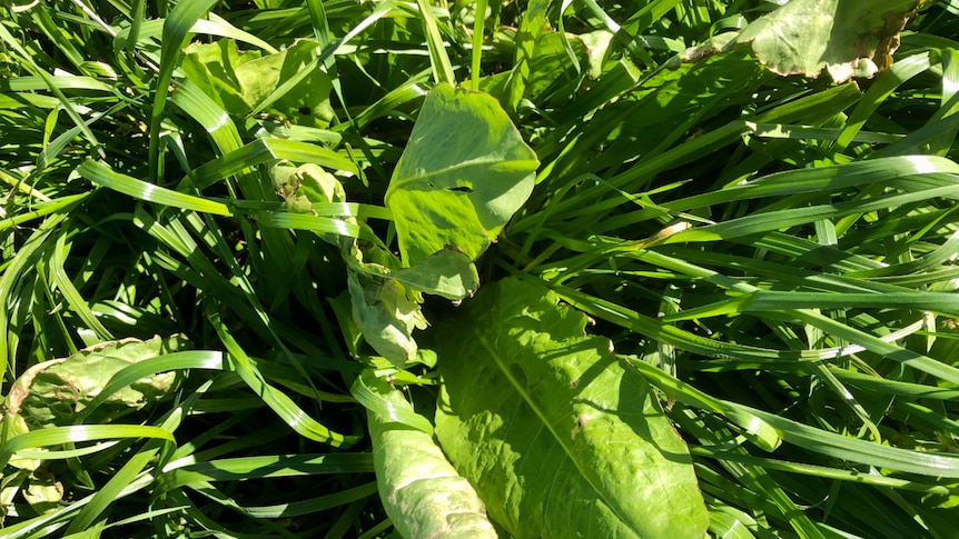 Close up of a wide leafed plant in amongst green pasture.