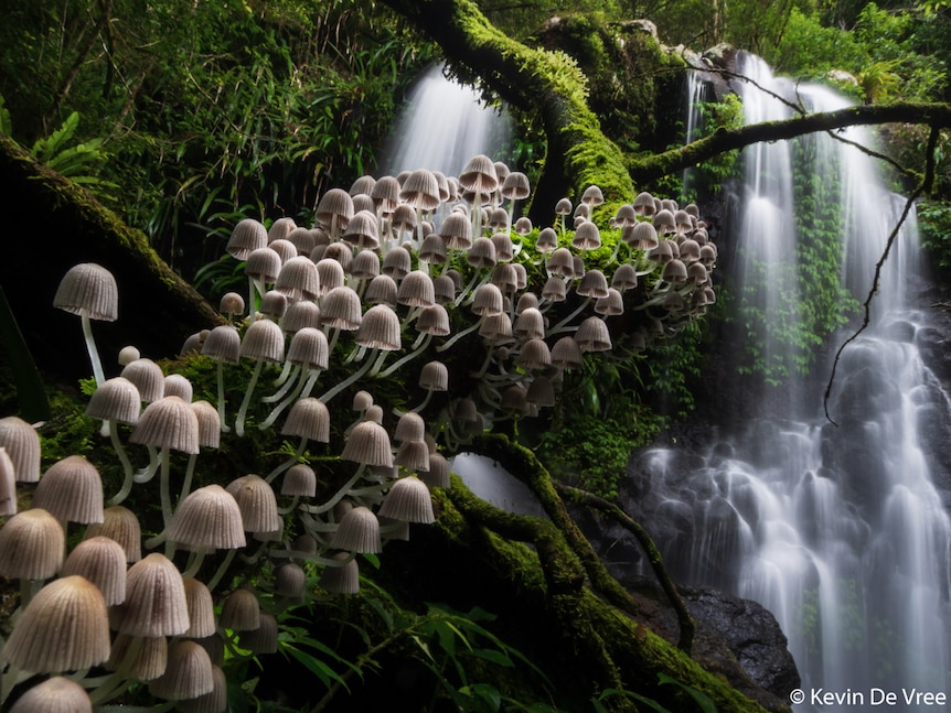 Fungi growing on a branch with a waterfall in the background.