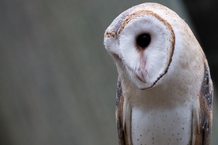Owl tilts its head and looks to its right.