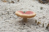 Mushroom growing in Boudii National Park