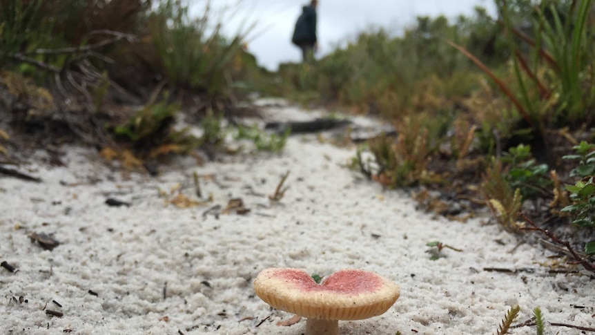 Mushroom growing in Boudii National Park