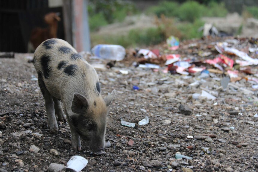 Small black and white pig sniffs the ground with rubbish piled in the background.