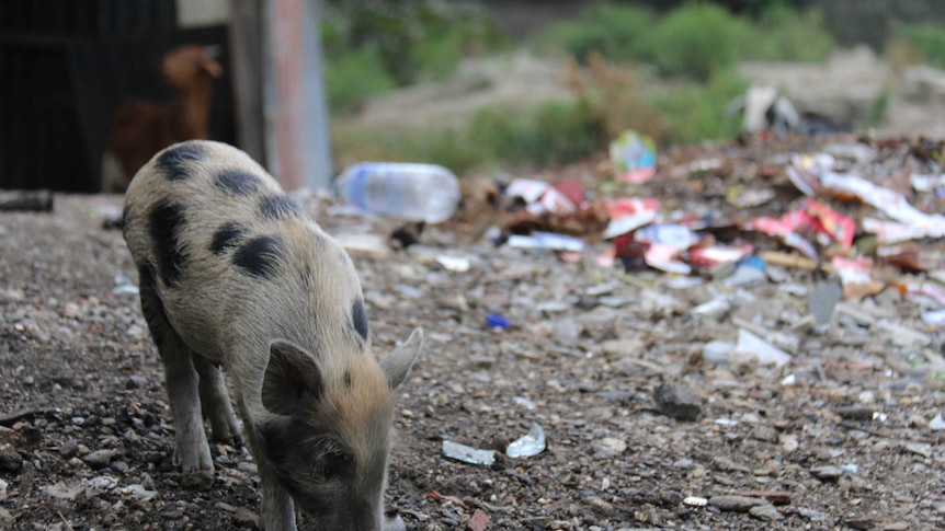 Small black and white pig sniffs the ground with rubbish piled in the background.