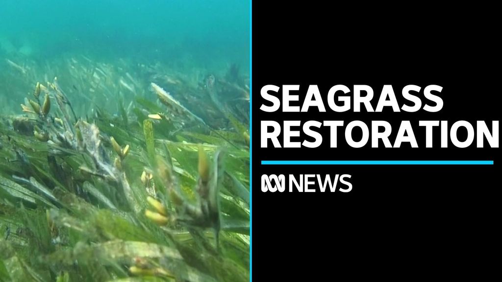Community rallies to restore damaged Shark Bay seagrass beds - ABC News