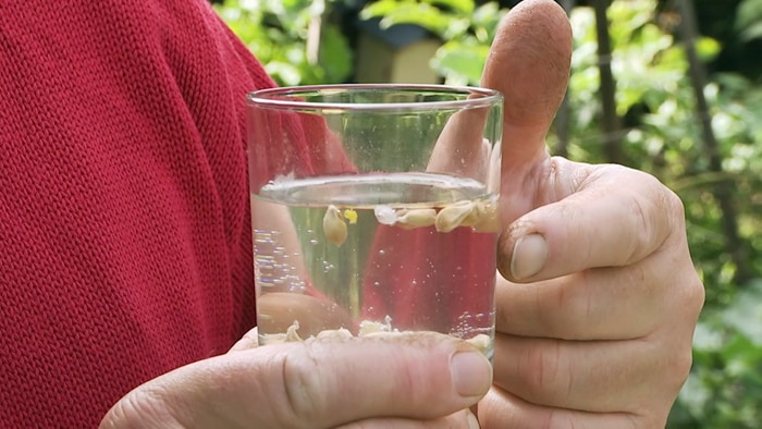 Glass of water with floating citrus seeds