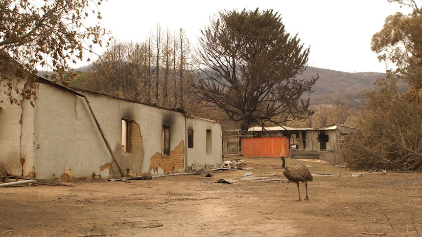 Emu walking among the devastated buildings at the Tidbinbilla Nature Reserve.