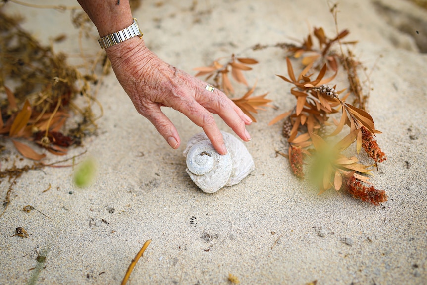 An elderly woman's hand holds a white shell above a sandy mound.