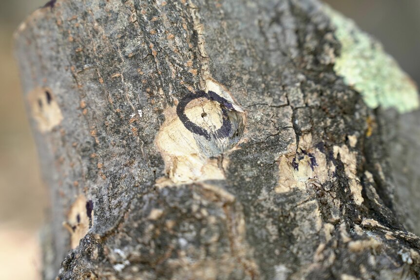 A close up of a small hole in a tree that has been circled. 