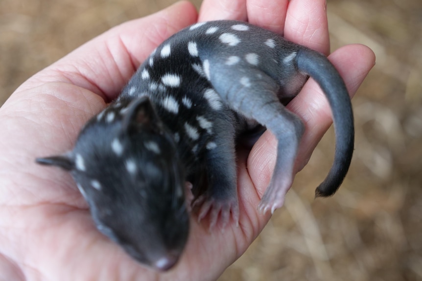 Close up of a very small black spotted quoll asleep in the palm of reporters hand