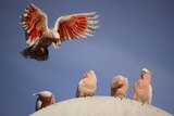 Five pink cockatoos. 