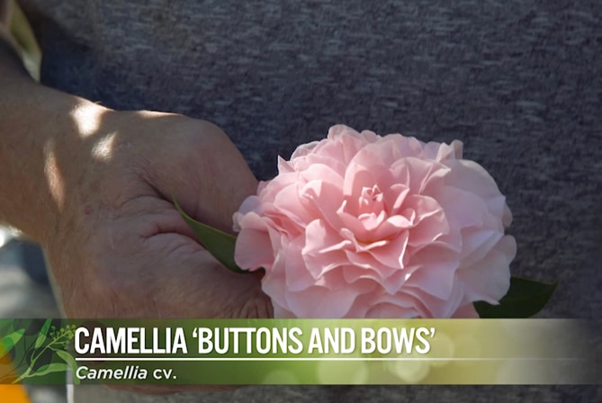 Camellia Buttons and Bows Image