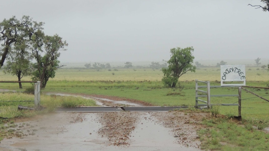 Rain at Daintree