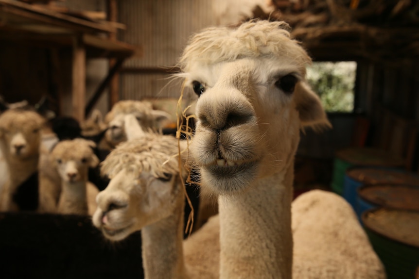 Alpaca wether in shed close up, eating hay