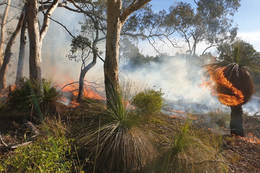 bushland with pockets of fire