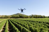 A large drone hovers over rows of green tomato plants.