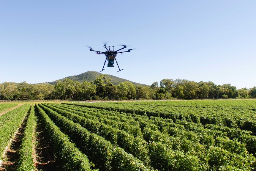 A large drone hovers over rows of green tomato plants.