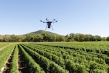 A large drone hovers over rows of green tomato plants.