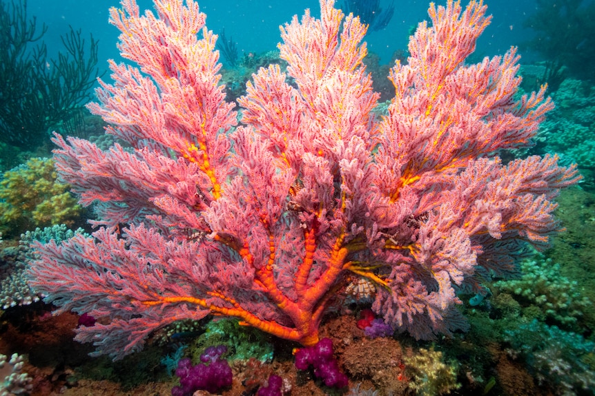 A bright red fan-like coral covered in fluffy fingers