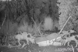 Thermal camera imaging of several pigs eating from two bins in the scrub.