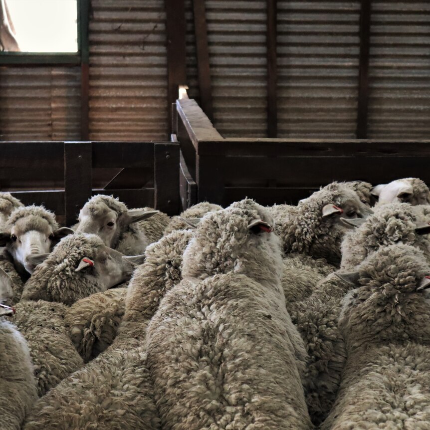Bunch of sheep clumped together in shearing shed pen.