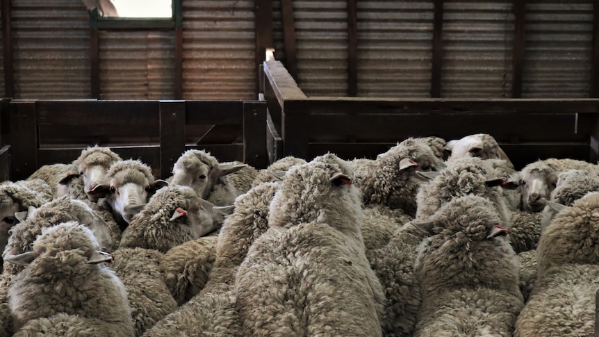 Bunch of sheep clumped together in shearing shed pen.