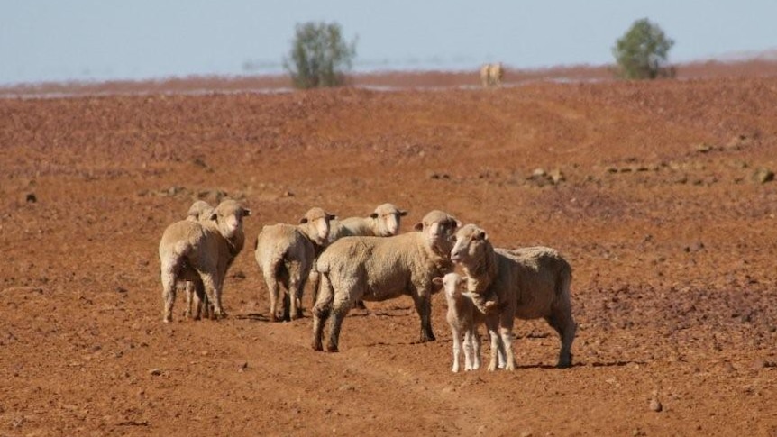 These breeding ewes were being fed by the Mackenzies on Plevna Downs, Eromanga during the drought
