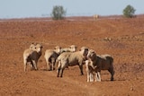These breeding ewes were being fed by the Mackenzies on Plevna Downs, Eromanga during the drought
