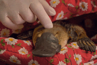 A hand caresses a platypus resting on a blanket.