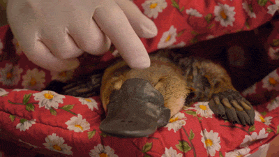 A hand caresses a platypus resting on a blanket.