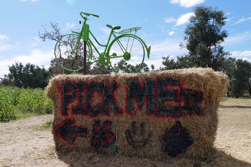 Hay bale with 'pick me' sign and a Green bike ontop out the front of the sunflower field.