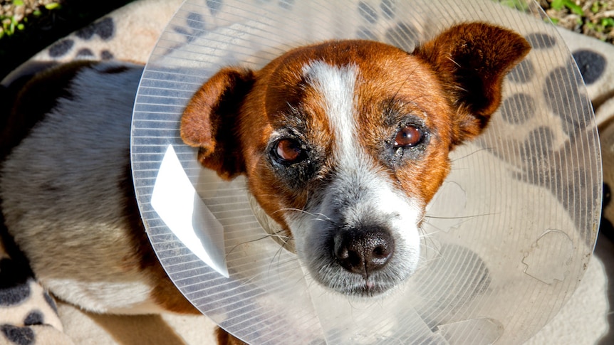 Spud the dog looks up at the camera. His neck has a cone attached so he doesn't chew on his stiches.