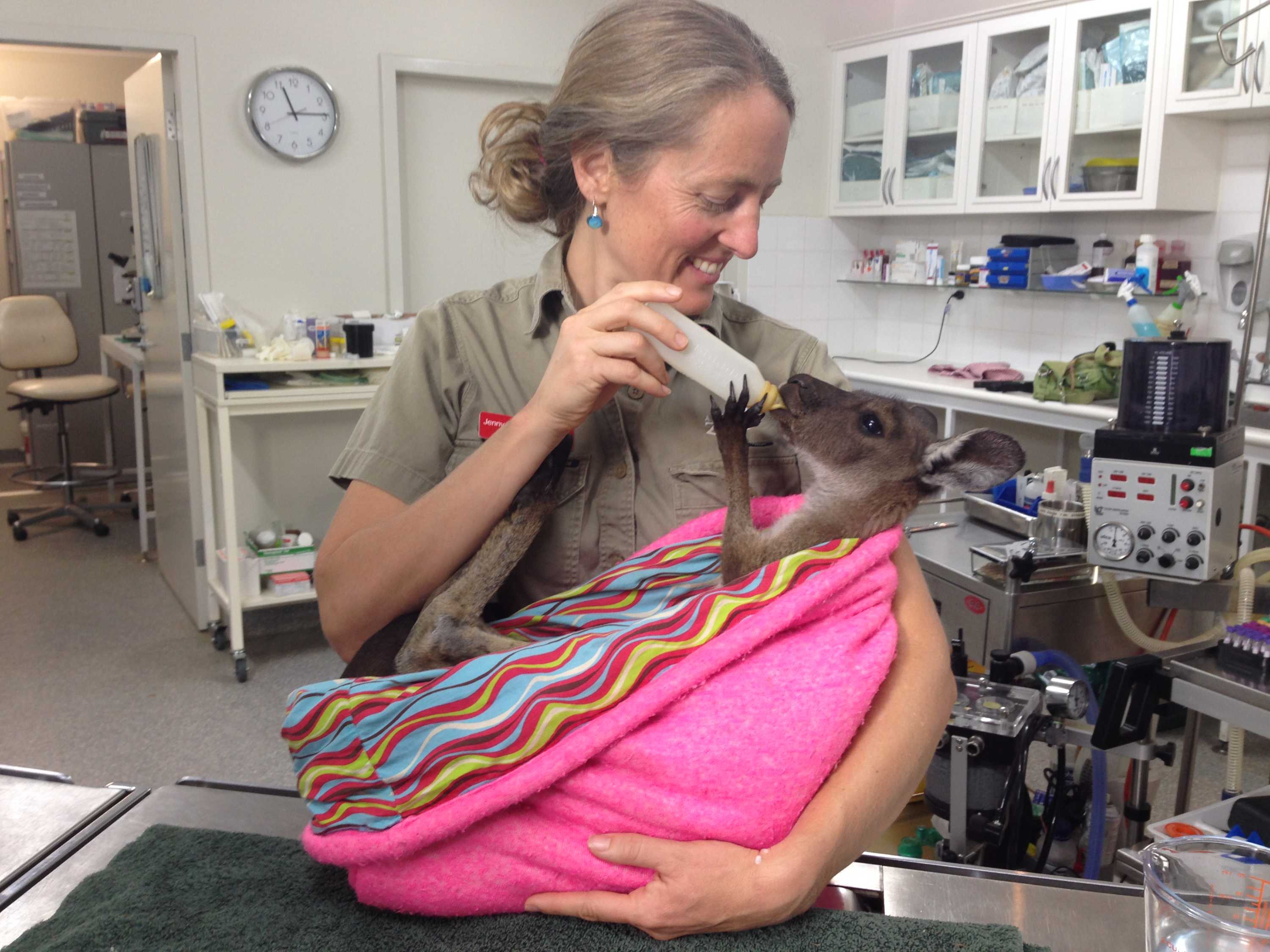 Orphaned joeys to be released back into the wild after recovering from