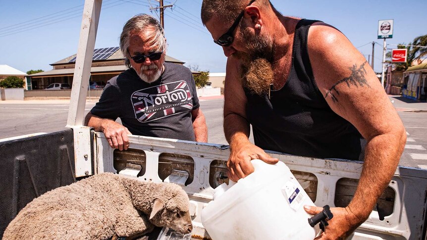 Two men leaning over into a ute tray, giving water to a lamb they rescued from fire.