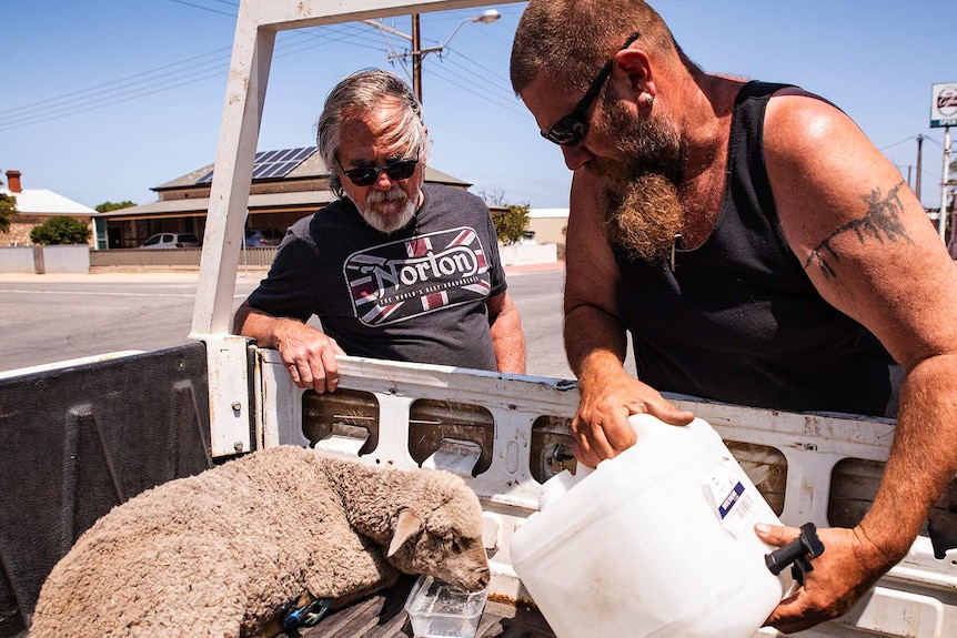 Two men leaning over into a ute tray, giving water to a lamb they rescued from fire.