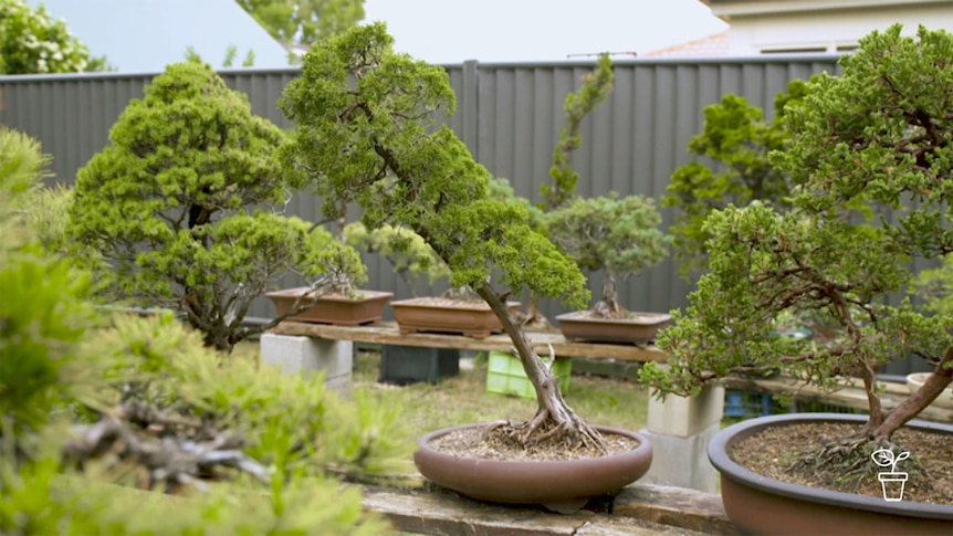 Bonsai plants in outdoor garden