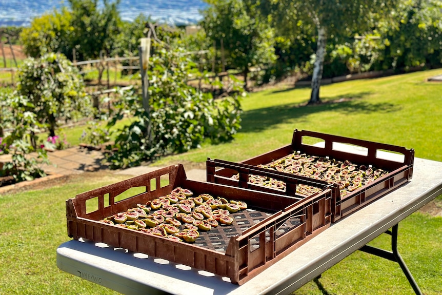 Figs drying on a table.