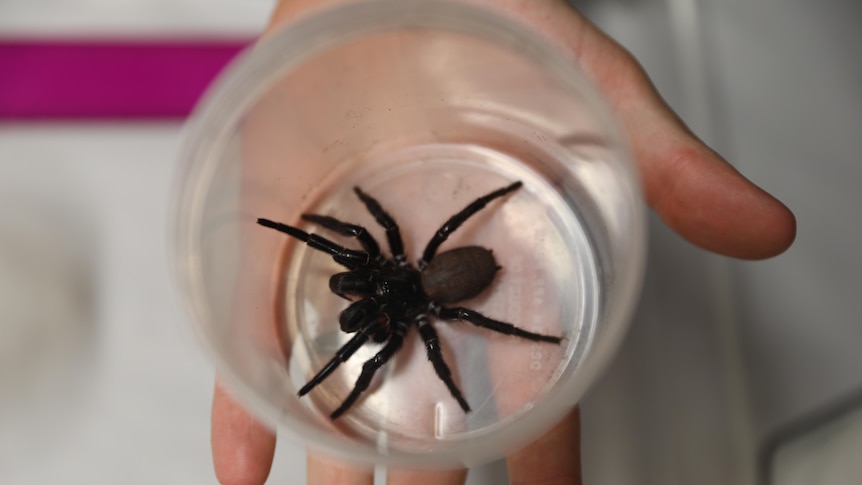 A large funnel-web spider in a jar held balanced in someone's hand