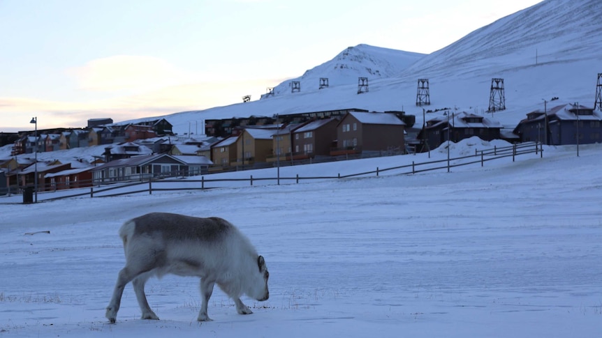 Reindeer roaming through downtown Longyearbyen on the Archipelago of Svalbard.
