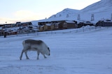 Reindeer roaming through downtown Longyearbyen on the Archipelago of Svalbard.