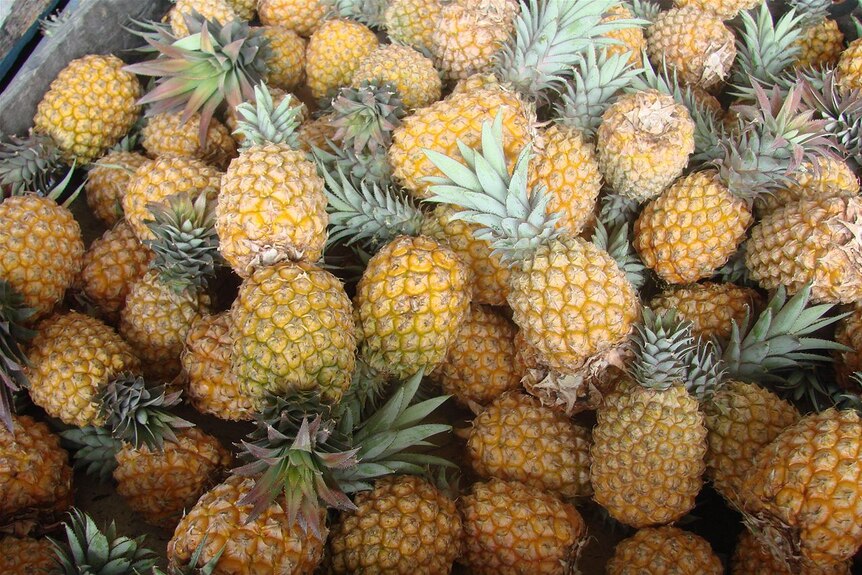 A crate of ripe, picked pineapples
