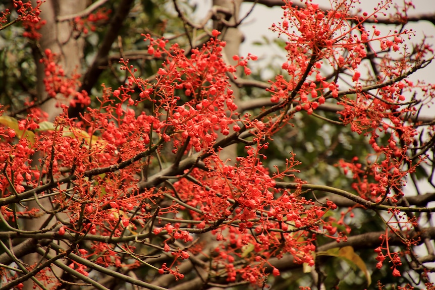 A close up photo of the red, bell-like flowers of a flame tree.