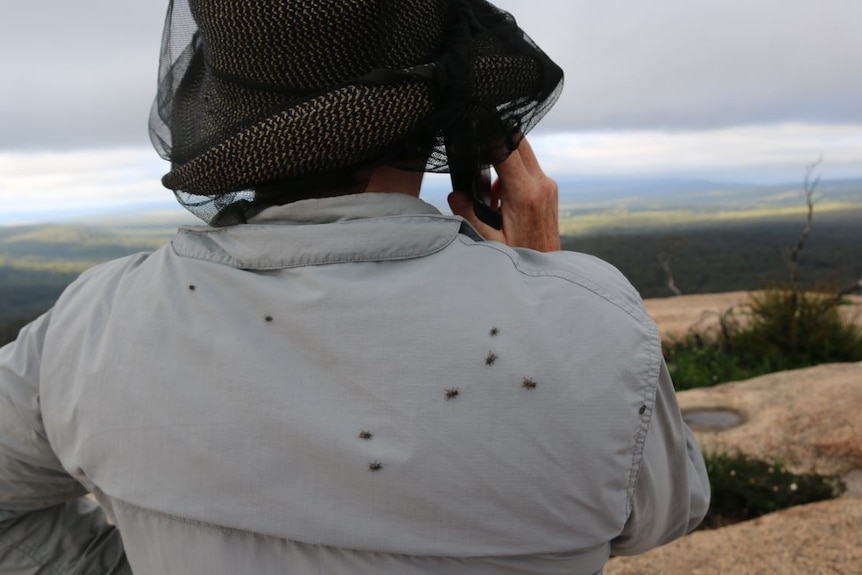 A dozen flies sit on the back of a person's hiking shirt. The person is also wearing a fly net over their head.