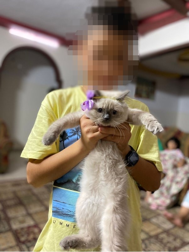 A young boy with his face blurred holds a cat in his arms, the cat is wearing a purple bow