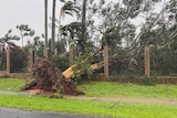 A large tree uprooted falls onto fence.