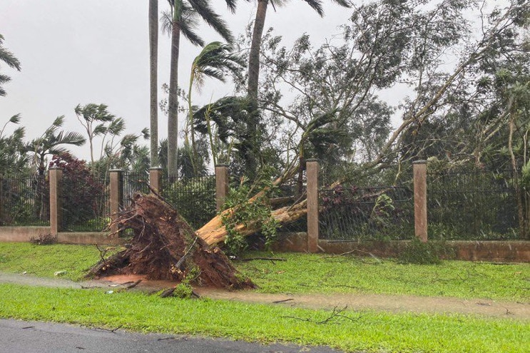 A large tree uprooted falls onto fence.