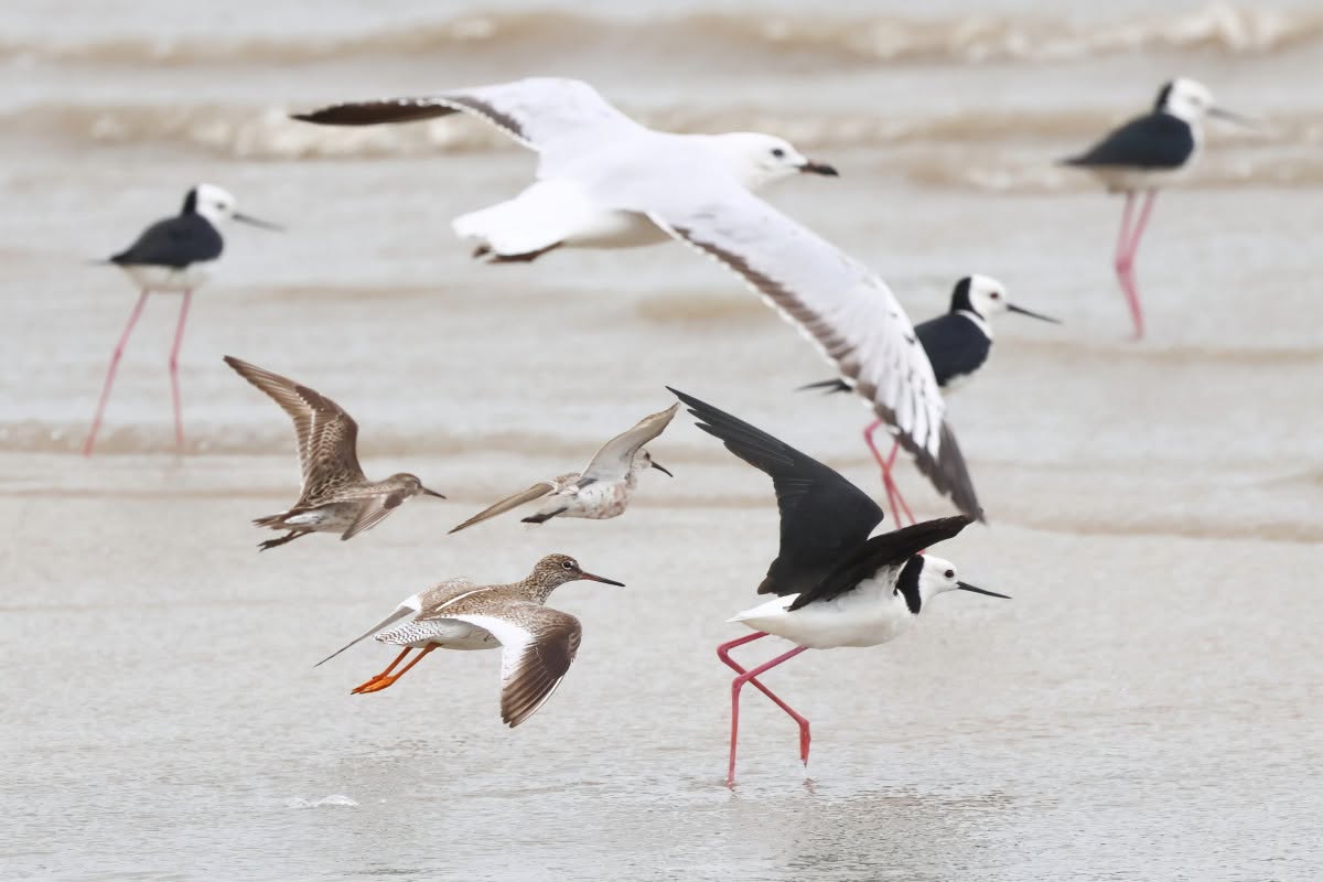 Birds fly over water.