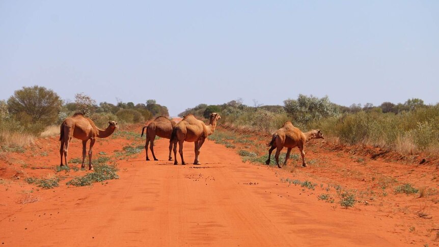 Camels on red soil.