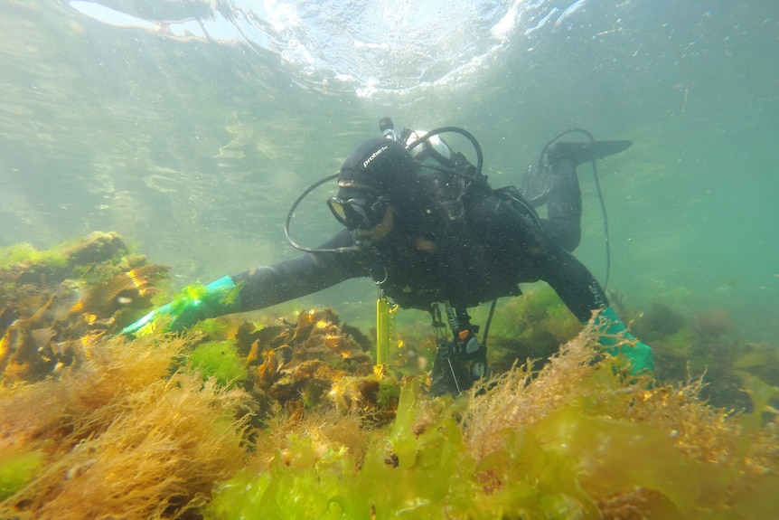 Diver in black wetsuit with tank in shallows underwater reaching out to pick seaweed, green and yellow seaweeds in foreground